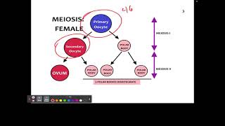 CH 22 1 Oocytes Chromosomes [upl. by Rodenhouse]