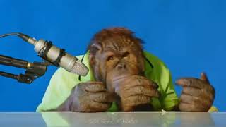 orangutan asmr  Orang Utan ASMR [upl. by Bakki]