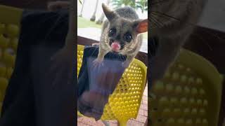 Possum shows up during lunch and tries to get into the door [upl. by Levitt]