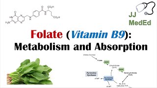 Folate Vitamin B9 Why we need it dietary sources and how we absorb and metabolize it [upl. by Sudhir10]