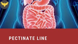 PECTINATE LINE  USMLE STEP 1  GI SYSTEM [upl. by Rusticus]