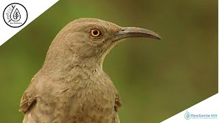 VOZ y CANTO Cuicacoche Pico Curvo Toxostoma curvirostre Curvebilled Thrasher quotAlas Resilientesquot [upl. by Yesiad442]