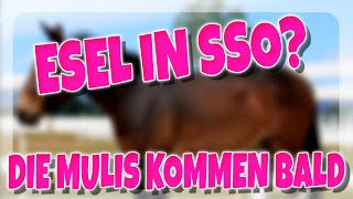 ESEL IN SSO  DIE MULIS KOMMEN BALD 🐴  Star Stable SSO [upl. by Nicram216]