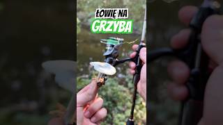 Grzybobranie na rybach 🍄🍄🍄 dc fishing nateb carpfishing okoń [upl. by Barlow]