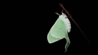 Actias luna expands wings [upl. by Jud791]