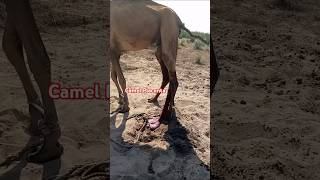 camel placenta 12month pregnancy thardesert formoresubscribe [upl. by Aiksa]