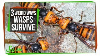 3 Wasps That Will Do Anything to Survive [upl. by Wenonah]