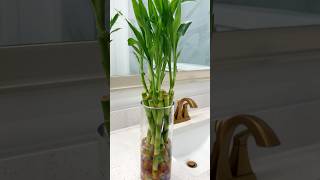 Water propagation lucky Bamboo care homedecor indoorplants happiness showpiece gardening diy [upl. by Gombosi]