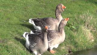 Toulouse Geese [upl. by Adnilra]