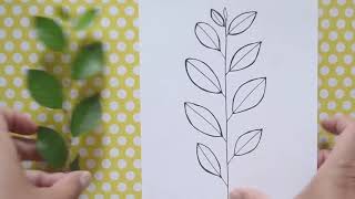 Draw Your Plants Peking Cotoneaster [upl. by Buseck]