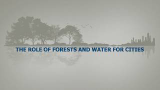 The Role of Forests and Water for Cities  IUFROGFEP interviews on IDF and WWD 2018 [upl. by Norat]