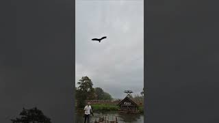 The Falconers Quest at Warwick Castle warwickcastle castle falconersquest [upl. by Masterson550]