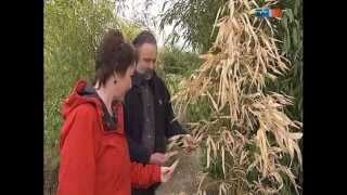 MDR Garten Bambuspflanzen nach dem Winter Bambuspflege  wwwBambuswaldde [upl. by Zetes]