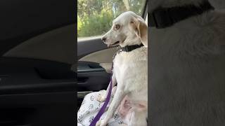 Her dog’s reaction after the vet is hilarious 😂 [upl. by Nylac]