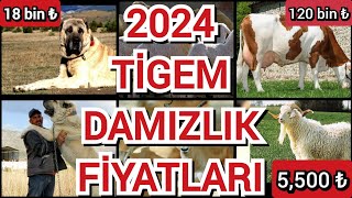 2024 TİGEM damızlık satış fiyatları güncellendi  Nasıl başvuru yapabilirim  Detaylı anlatım [upl. by Oijres]