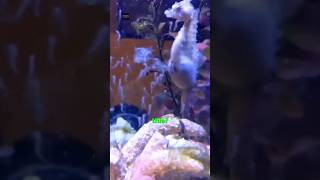 Seahorse Giving Birth [upl. by Cirederf599]