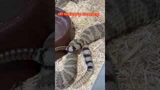 Breeding Mojave rattlesnakes Crotalus s scutulatus venomous rattlesnake [upl. by Ahsika622]