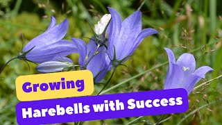 Growing Harebells with Success Tips and Tricks for Plant Care [upl. by Aynos]