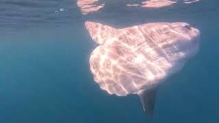 Hitching a ride on a Sunfish  Mola Mola [upl. by Mehs]