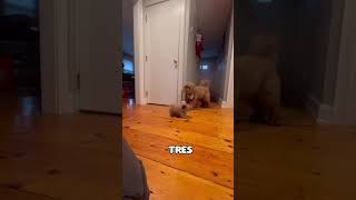 Perrito Pequeño es el Nuevo Jefe del Hogar shorts [upl. by Talbert449]