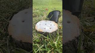 The Easiest Way To Remove a Tree Stump shorts stumpgrinding satisfying [upl. by Llenehs]