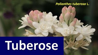 Good Agronomic Practices for growing Tuberose Polianthes tuberosa L [upl. by Jeniffer]