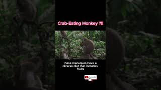 CrabEating Macaque The Primate Crab Connoisseur [upl. by Hgiellek999]