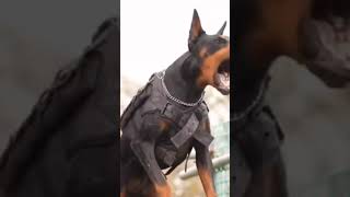 👑ROTTWEILER VS DOBERMAN 🔥dog pitbullvs doberman viralshorts [upl. by Yaral]