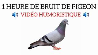 Bruit de Pigeon 1h rourouu rouu [upl. by Dnaltiac]