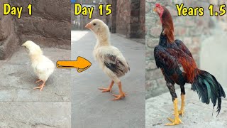 Chick growth stages day 1 to year 15  chick growing timelapse [upl. by Sinnylg]