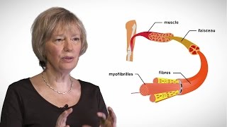 MOOC côté cours  La contraction musculaire [upl. by Bethanne]