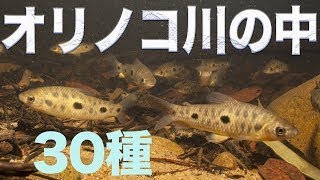 オリノコ川 の 水中 風景 多種多様 な 熱帯魚 が 混泳 コリドラス Orinoco [upl. by Sperling103]