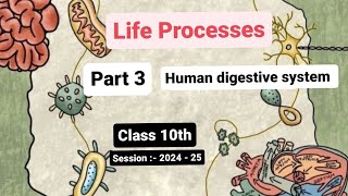 Class 10  Biology  Chapter 1  Life Process  Human digestive system Part 3 [upl. by Siletotsira]