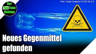 Würfelquallen  Effektives Gegenmittel gegen Vergiftungen gefunden [upl. by Eerased596]