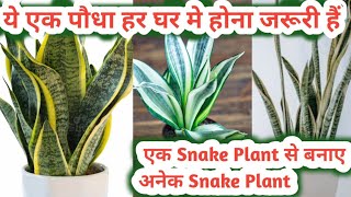 घर की हवा को शुद्ध करने वाला सबसे अच्छा पौधा How to make many snake plant from one snake plant [upl. by Maupin]