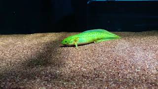 Protopterus Amphibius  Gilled Lungfish [upl. by Sheedy]