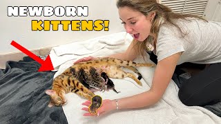 MY EXOTIC CAT GAVE BIRTH WE HAVE KITTENS [upl. by Alica]