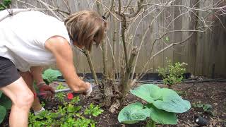 Coppicing an Old Weigela [upl. by Anitnamaid]