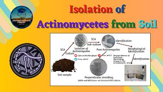 Isolation of Actinomycetes from Soil  Principle amp Procedure  Basic Microbiology Lab Techniques [upl. by Aihsyak585]