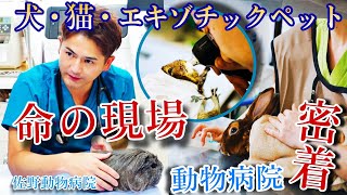 犬猫以外にも様々な動物たちの命を守る動物病院の診療に密着 [upl. by Emil]