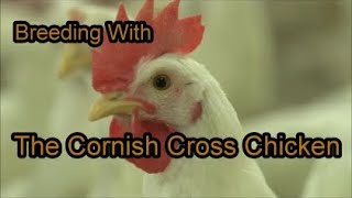 Unlocking the Secrets of Breeding Cornish Cross Meat Chickens [upl. by Eglantine]