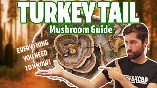 Is Turkey Tail The Holy Grail Of Medicinal Mushrooms Ultimate Guide [upl. by Kosel]