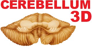 Cerebellum Anatomy  Lobes and Structures  Cerebellum 1 [upl. by Ahen]