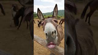 donkey comedy voice finsay vcxsgufunnycomedy foryou [upl. by Fairman331]