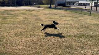 🐶bernedoodle puppy playing fetch puppy dog bernedoodle funnydogs [upl. by Milton]