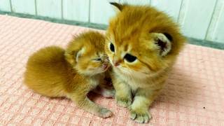 Foster kitten warms up with his older brother so cute [upl. by Saiasi158]