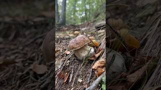 Boletus edulis shortissimo porcini mushroom viralvideo boletus forest nature [upl. by Ettevram844]