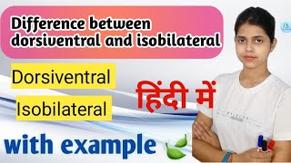 Difference between dorsiventral and isobilateralDorsiventral meaning isobilateral meaning biology [upl. by Ahsinna]