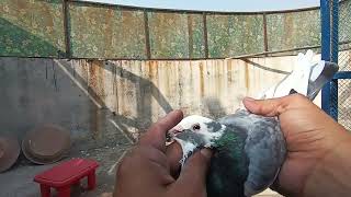 Taveez Dala Hua Kabootar Aa Gya Sath Daba Kabutar Pakra Bohat Hi Outclass viralvideo birds [upl. by Imoen]