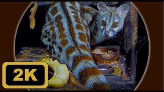 Cape Genet Genetta tigrina or Rustyspotted Genet Genetta maculata [upl. by Au]